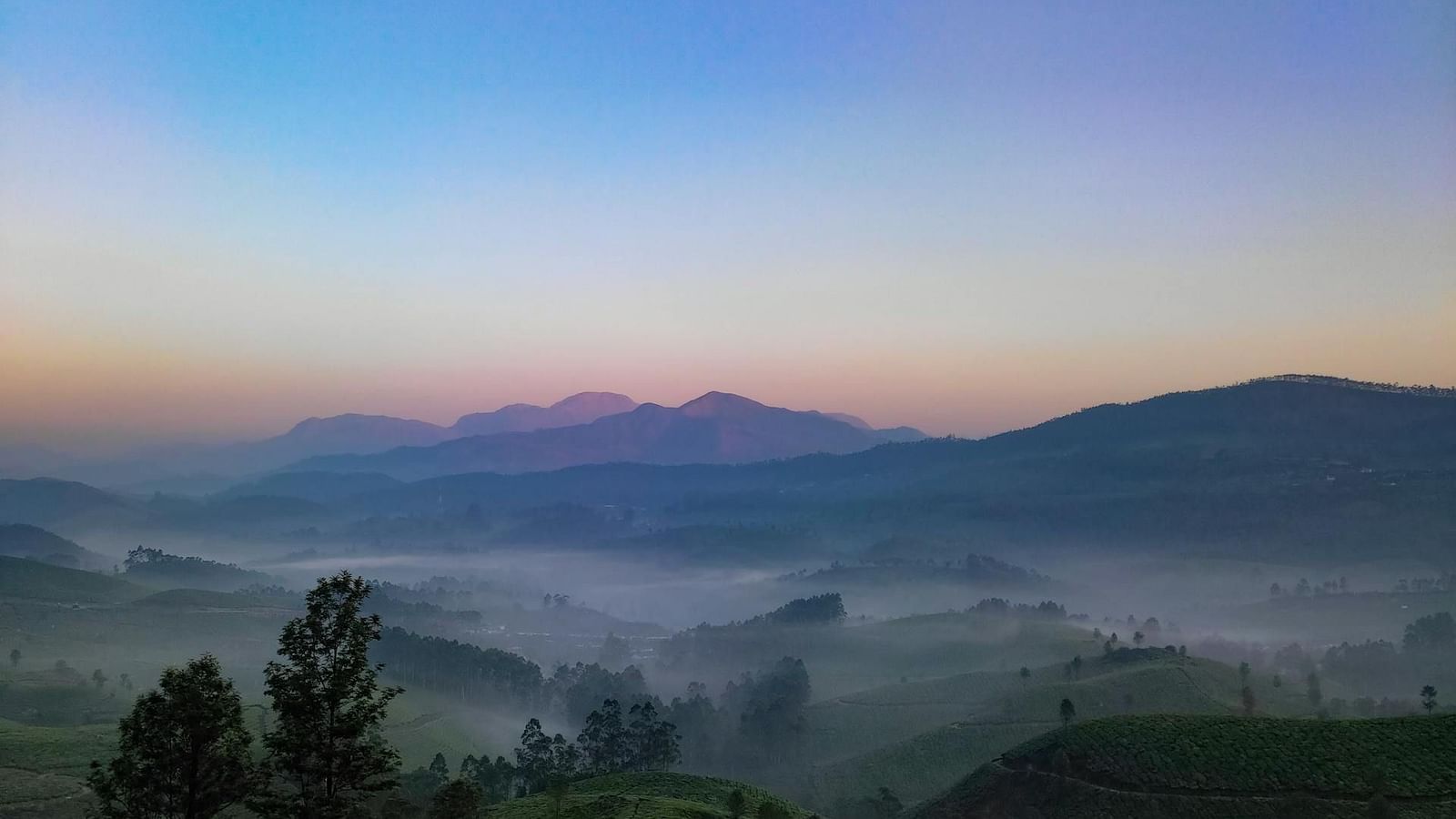 an image of a tea estate with a mountain background 
