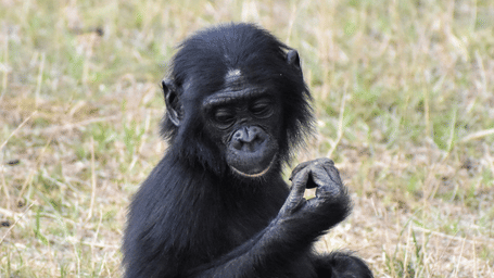 Young bonobo sitting in open grassland, highlighting the appearance and behaviour of juvenile bonobos.