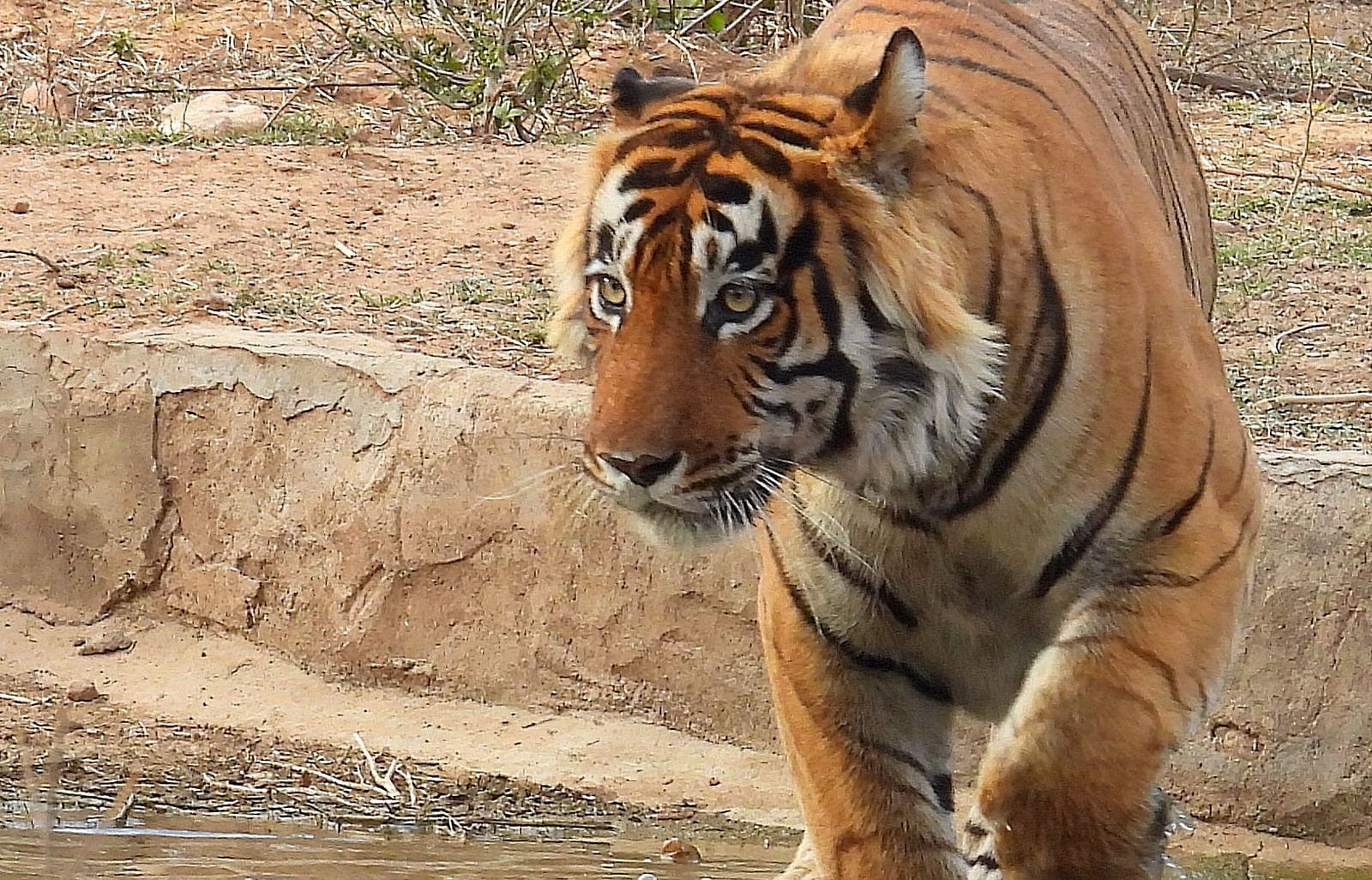 A Close up of a tiger walking next to a waterbody with dry vegetation in the background.
