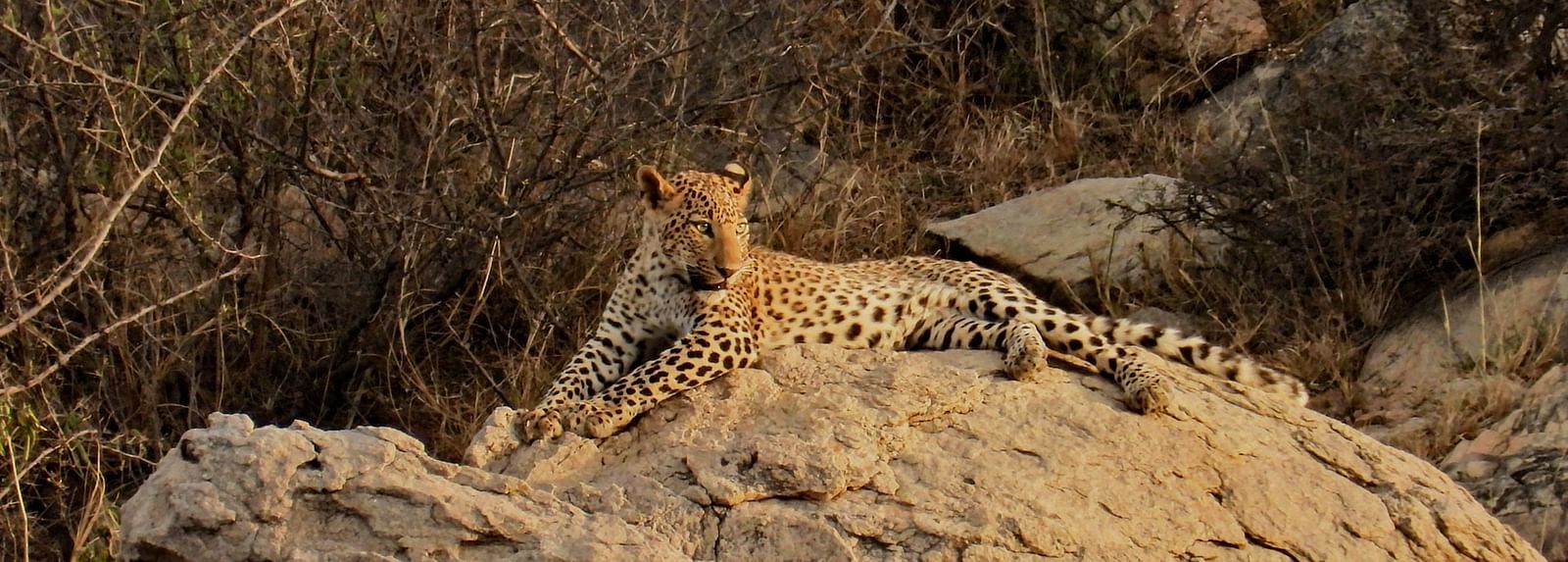 Leopard resting on a large rock, partially hidden among dry bushes.