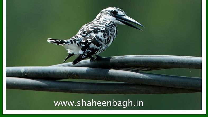Birds at Shaheen Bagh Resort one of the best resorts in dehradun 