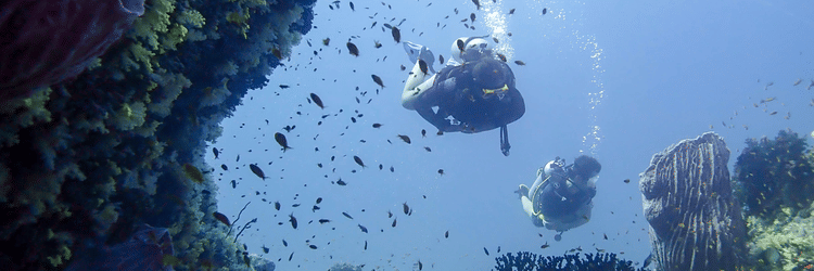 Beautiful scene from under water 