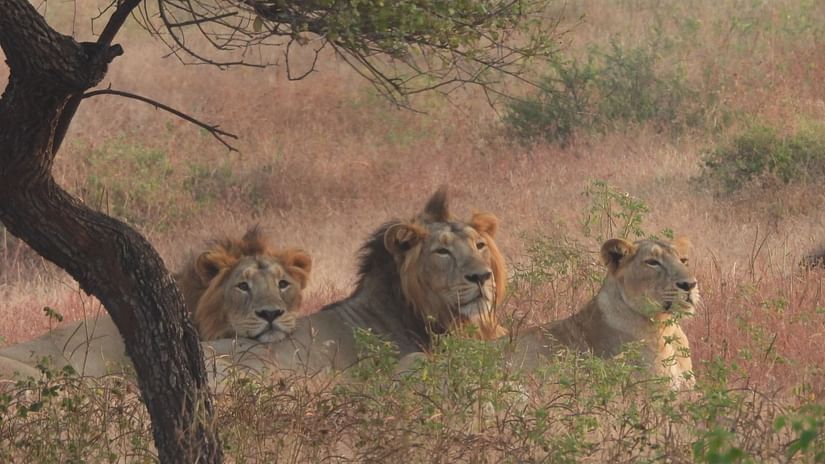 Two lions and a lioness sitting next to a tree in the wild and looking in the same direction