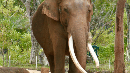 A tusker standing on a forest clearing, with long visible tusks and surrounding trees, captured during a wildlife sighting.