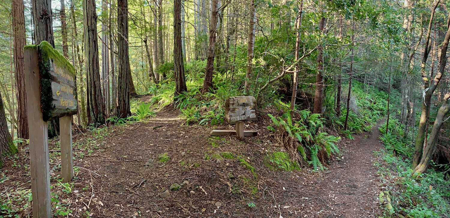 A forest trail at a fork, lined with trees and greenery, with a wooden bench and a signpost nearby.