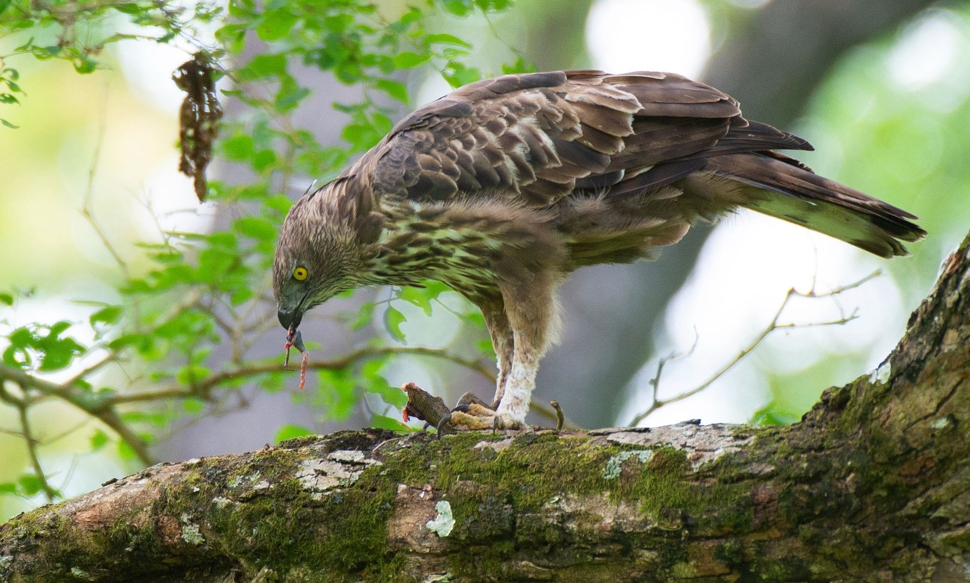 Crested Hawk-Eagle on a mossy branch feeding on prey.