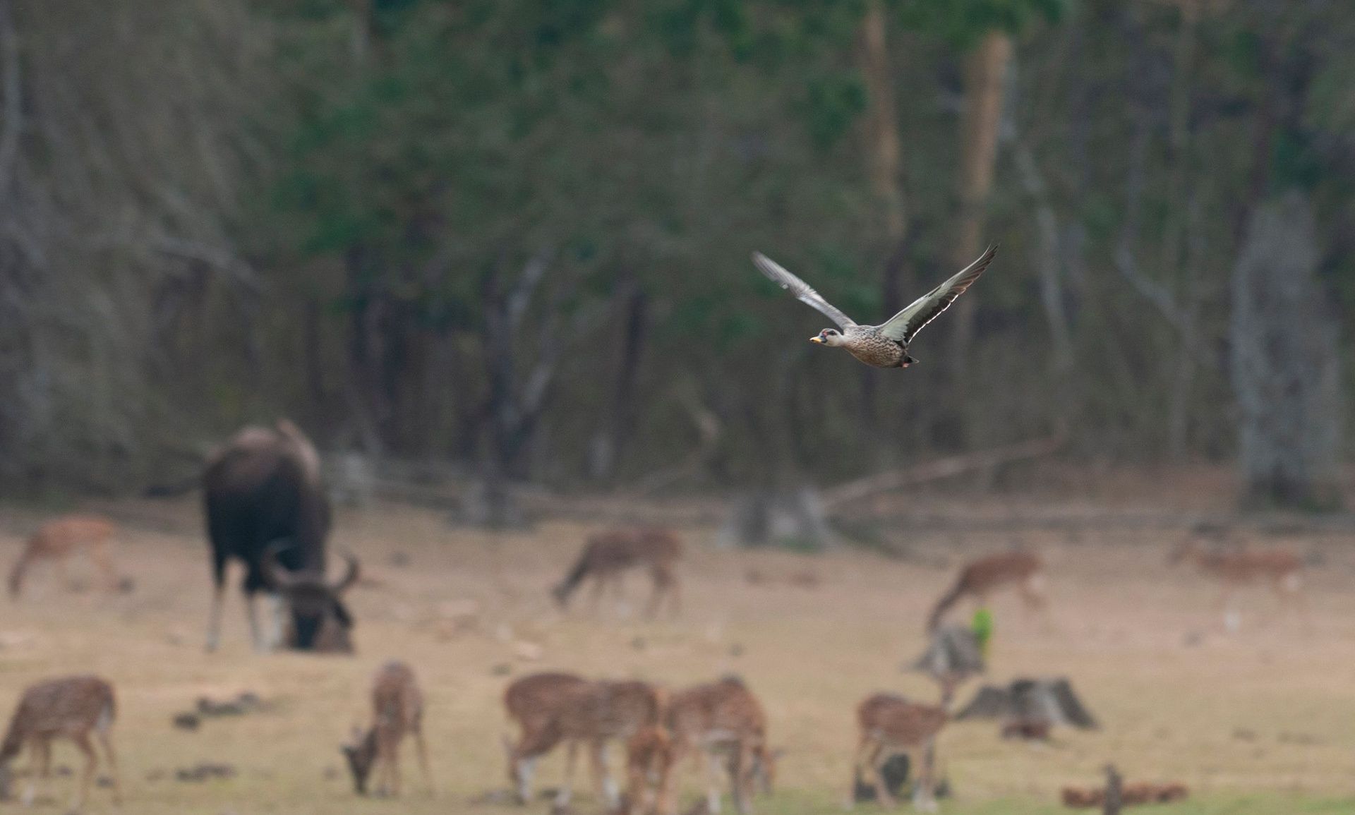 Bird flying over a field with grazing animals.