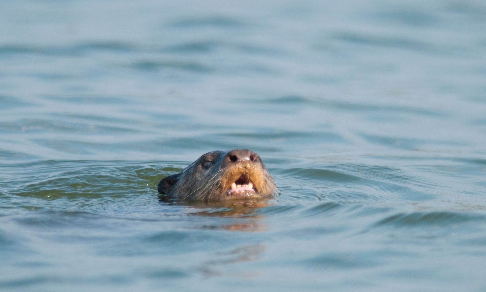 Otter peeking from the water with its mouth open.