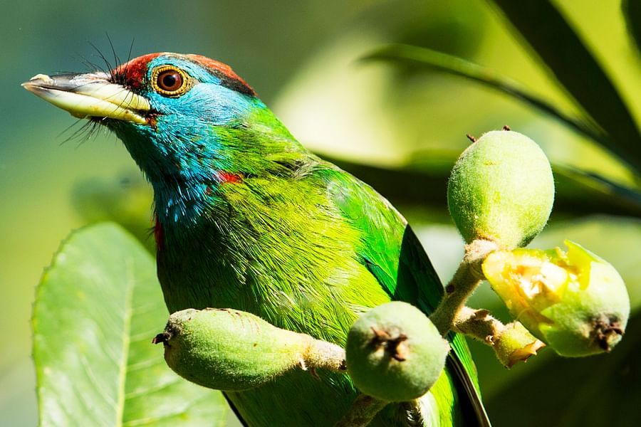 A colorful bird perched on a branch.