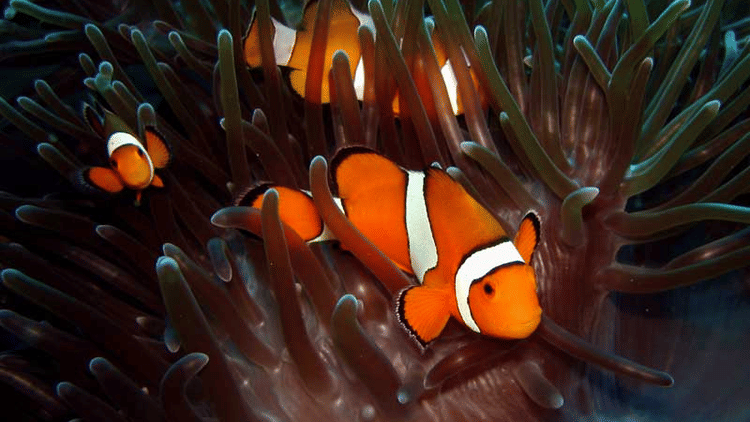 clownfish