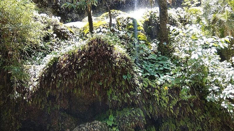 Waterfall cascading through lush greenery.