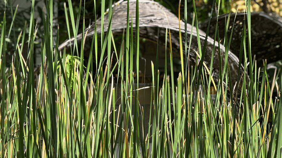 Nature-5