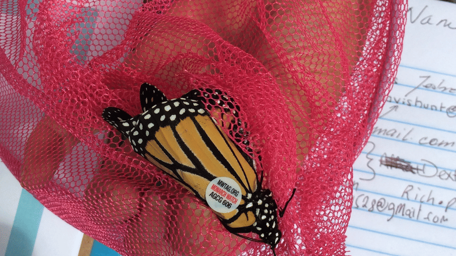 A monarch butterfly resting inside a pink mesh enclosure, with a person holding it above a clipboard and lined notebook paper at YO1 Longevity & Health Resorts, Catskills