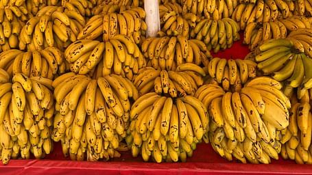 Bunches of ripe bananas hanging at a market stall, arranged in neat clusters.