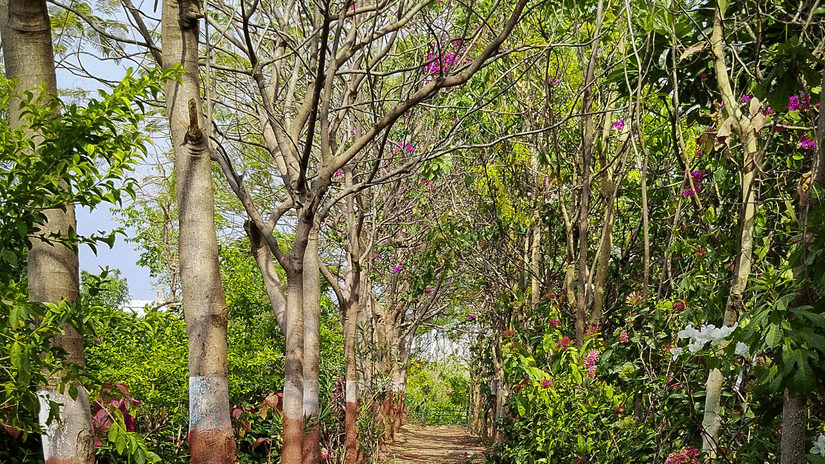 A vertical shot of a rustic dirt trail winding through a sun-dappled park area lined with slender trees and greenery.