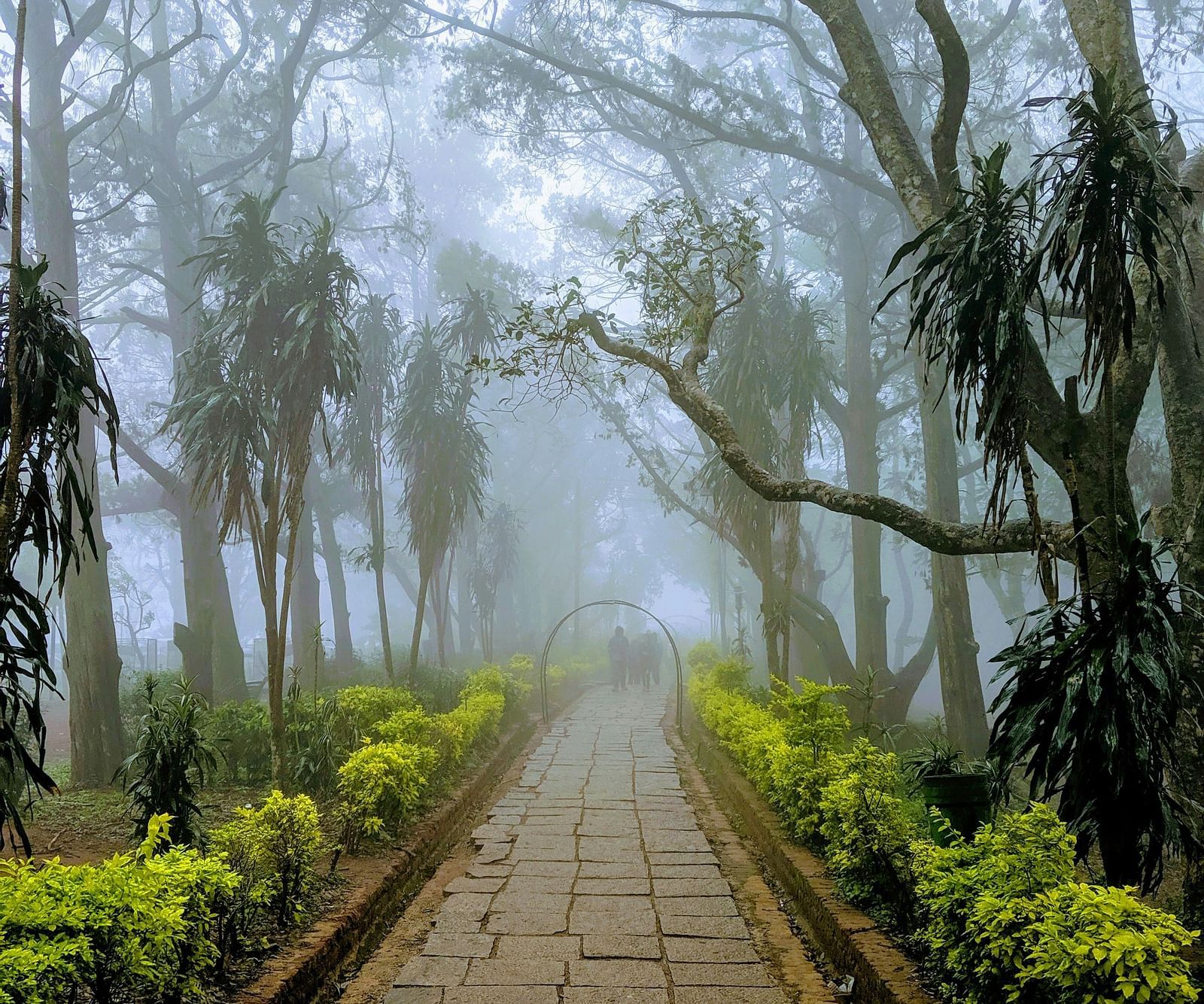 An overview of a pathway inside Nandi Hills with mist covering the trees