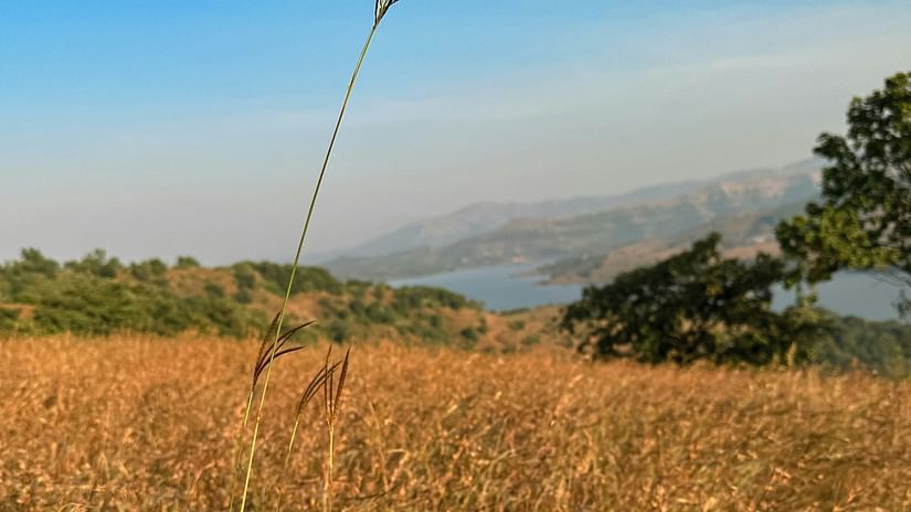 A view of Panshet Dam in the background with wild fields in the foreground