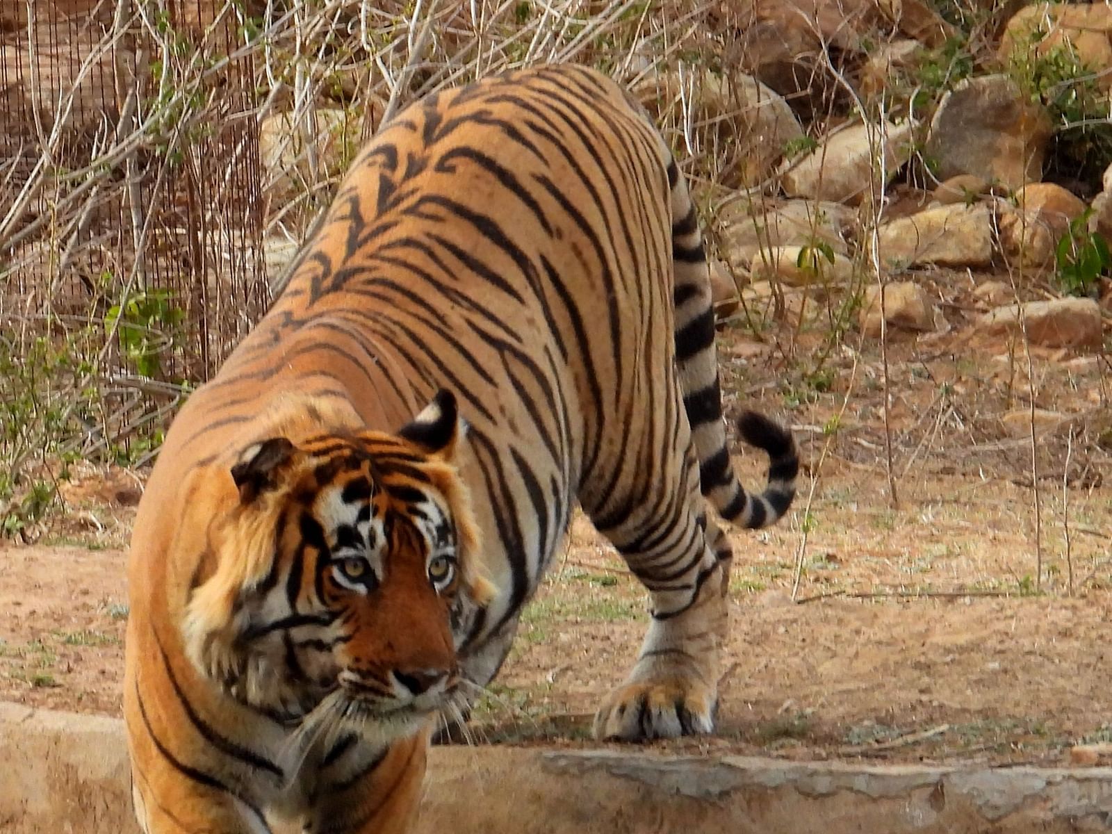 Shot of a tiger walking towards a water body