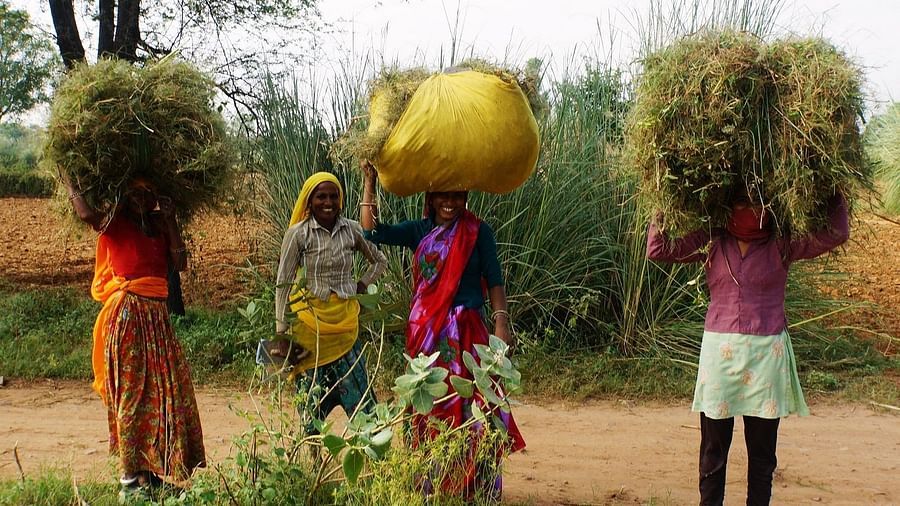 Organic Farming at Umaid Palace Hotel Kalakho Dausa Rajasthan