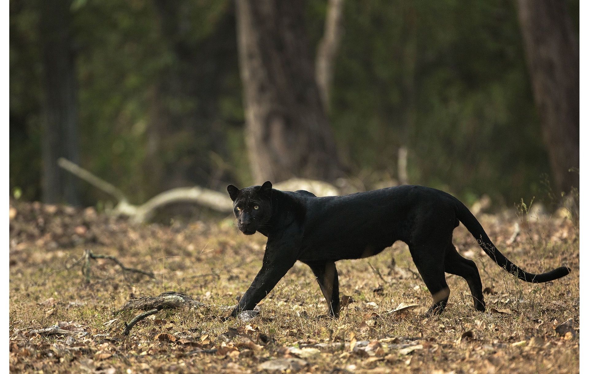 Sleek black panther walks through a forest with dry leaves.