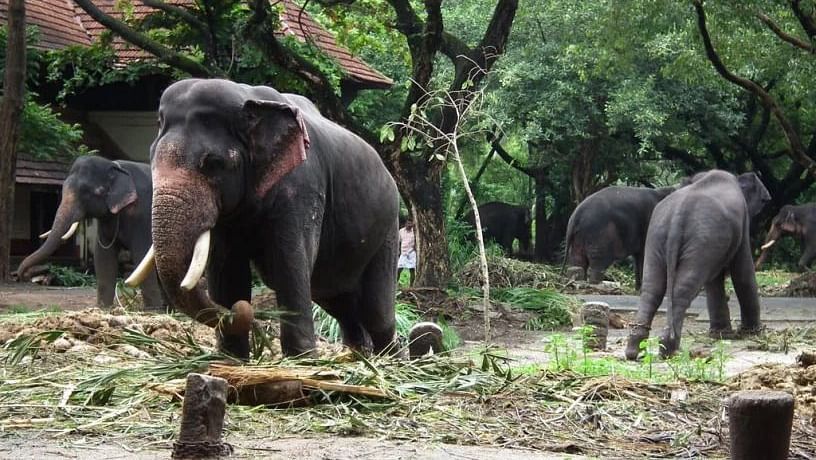 Elephants walking in nature, surrounded by plants and trees