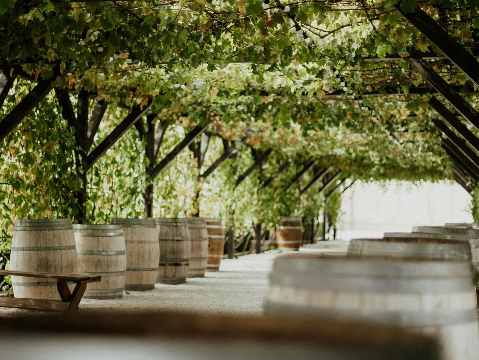 Wooden barrels arranged beneath a lush green canopy, capturing a rustic winery scene.