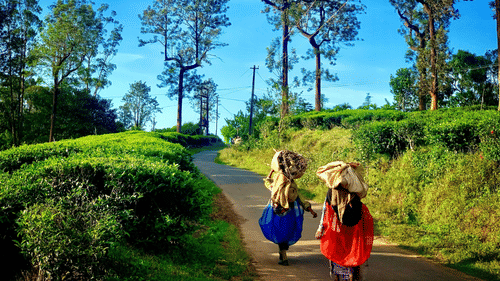 Two women walk along a scenic path surrounded by lush greenery and tall trees under a bright blue sky.