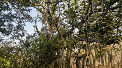 Banyan tree at Aramness Gir