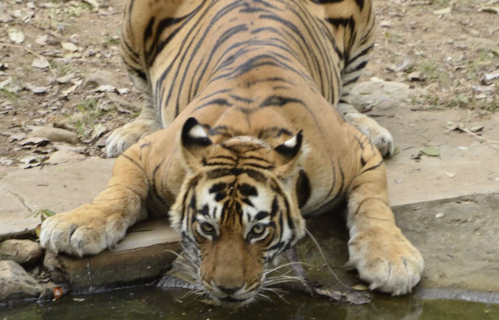 A close up shot of a tiger drinking water from a lake