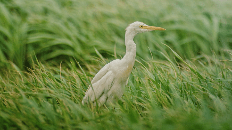 An Egret sitting amidst the green grass 