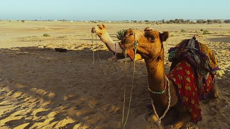 camel safari in udaipur