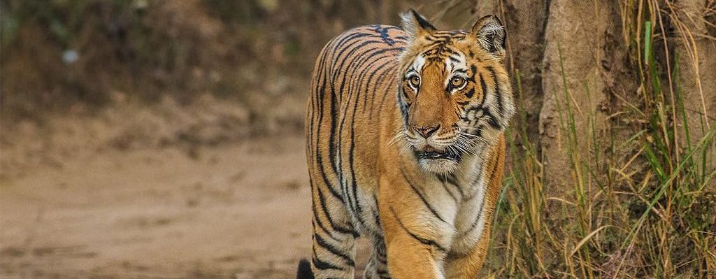 Tiger walking through a jungle.