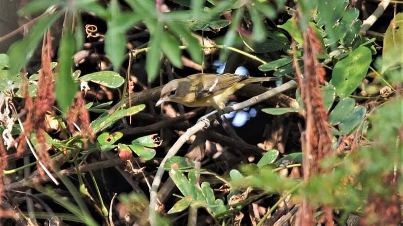 Bell s Vireo