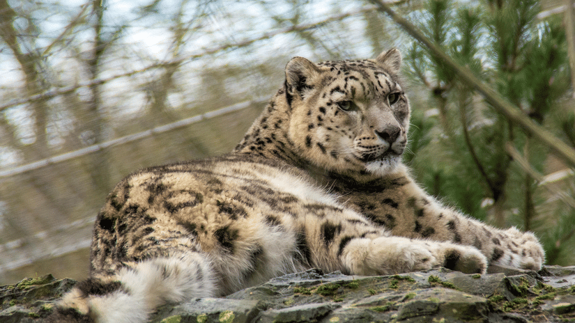 A snow leopard sitting on a partially moss-covered rock amidst trees.