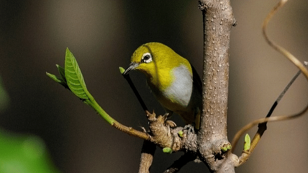 An image of a bird sitting on a branch of a tree