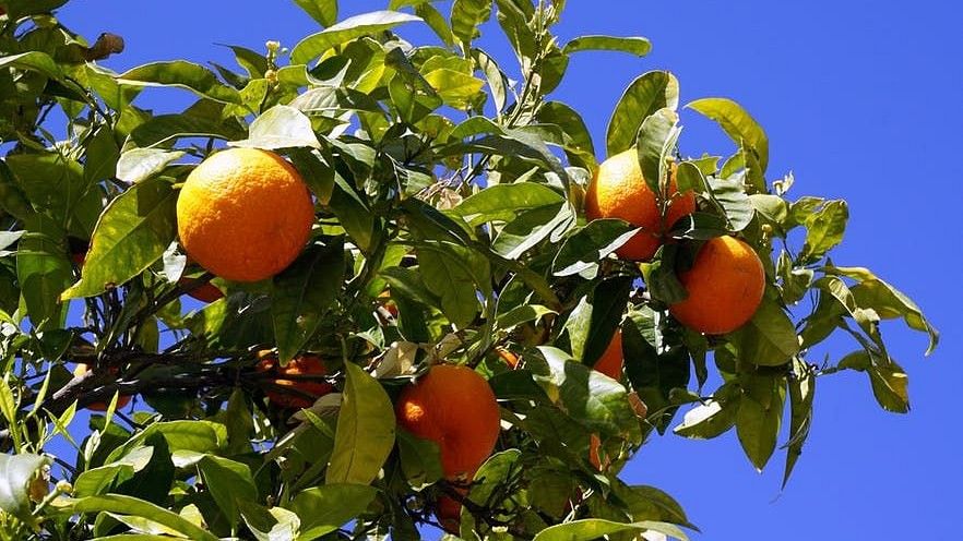 Orange fruit hanging on a tree with a clear blue sky in the background.