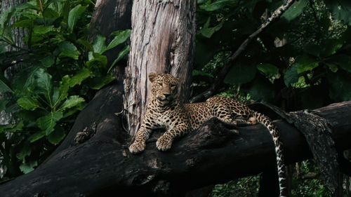 A leopard sitting on a tree branch looking into the distance