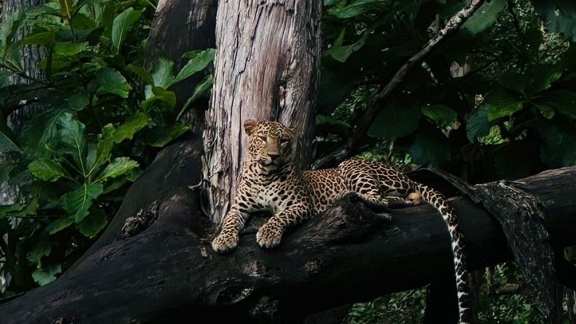 A leopard sitting on a tree branch looking into the distance