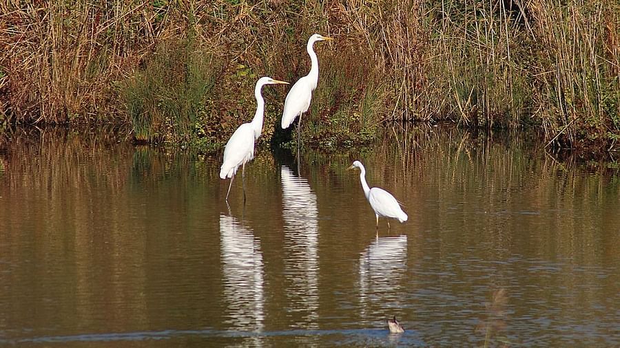 An image of three white birds standing in the still waters of a marsh - Rhythm Kumarakom