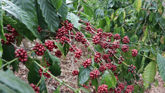 Tranquil Resort Wayanad 3 rzxwrb