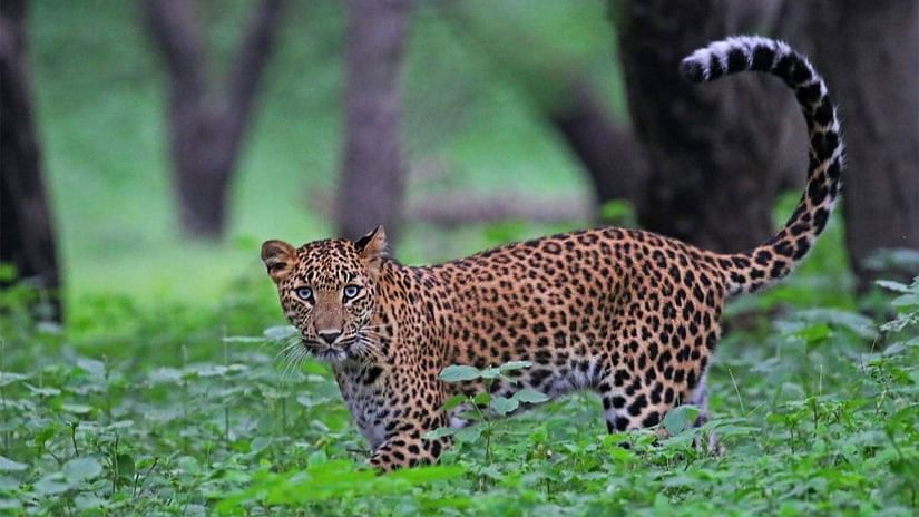 Leoprad-2