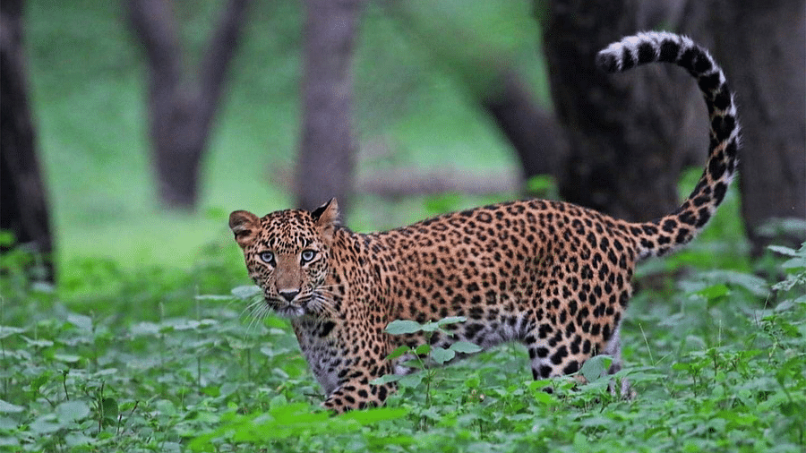 Leoprad-2