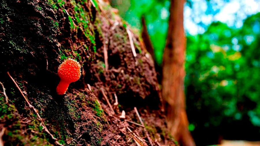 Flora in Coorg, Amanvana Resort And Spa, Luxury Coorg Resort