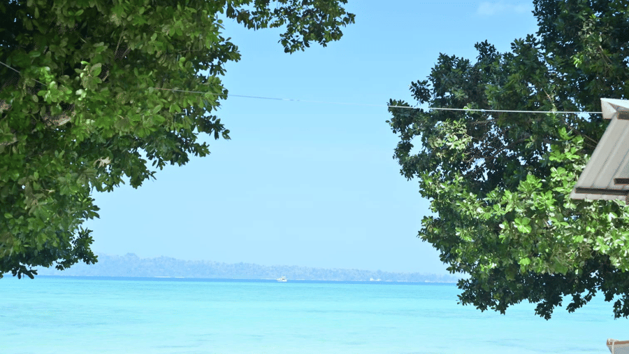 A beach with plants on either sides.