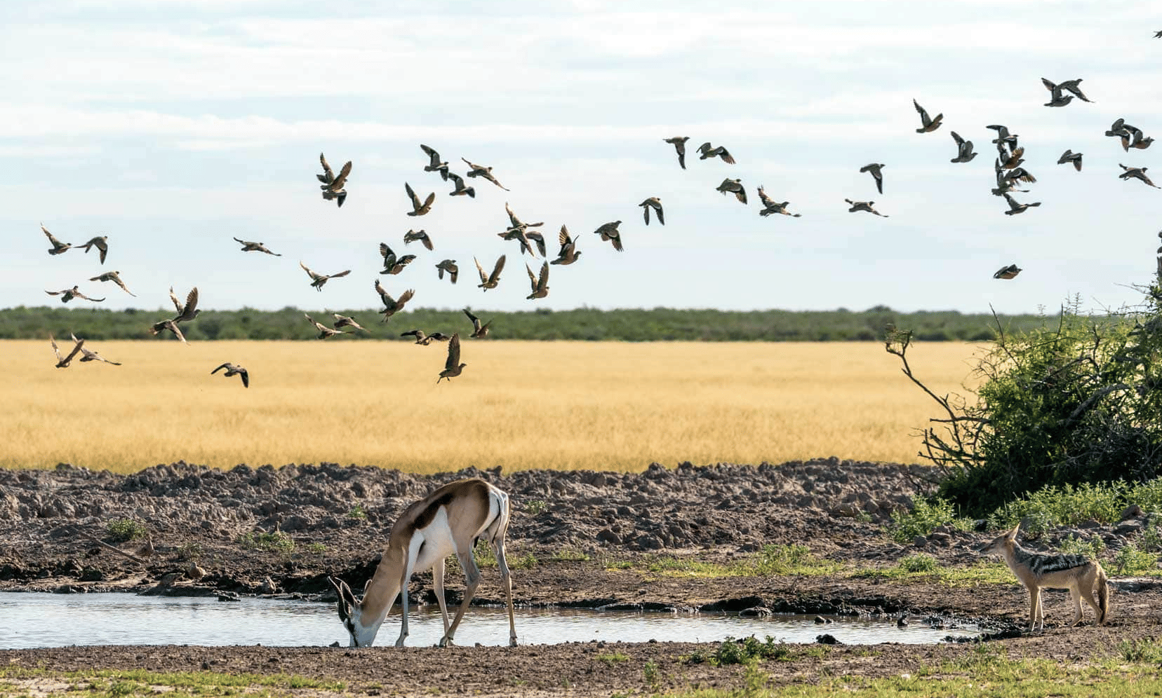CKGR jackal-looking-at-birds-at-waterhole