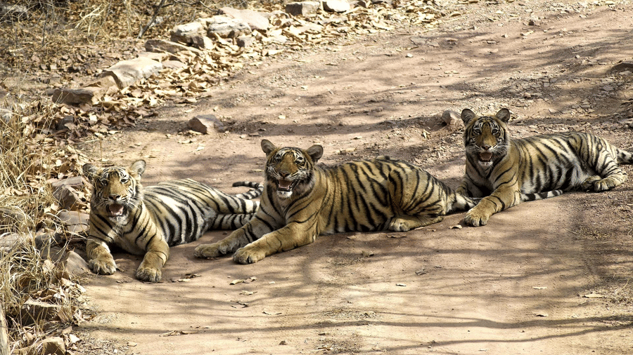 three tigers sitting in the middle of the road of Ranthambore National Park