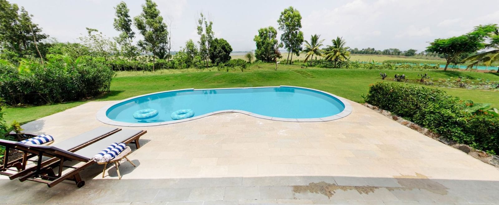 Swimming pool with curved edges with deck chairs arranged on the side and trimmed hedge in the background at Fireflies Resorts, Kabini.