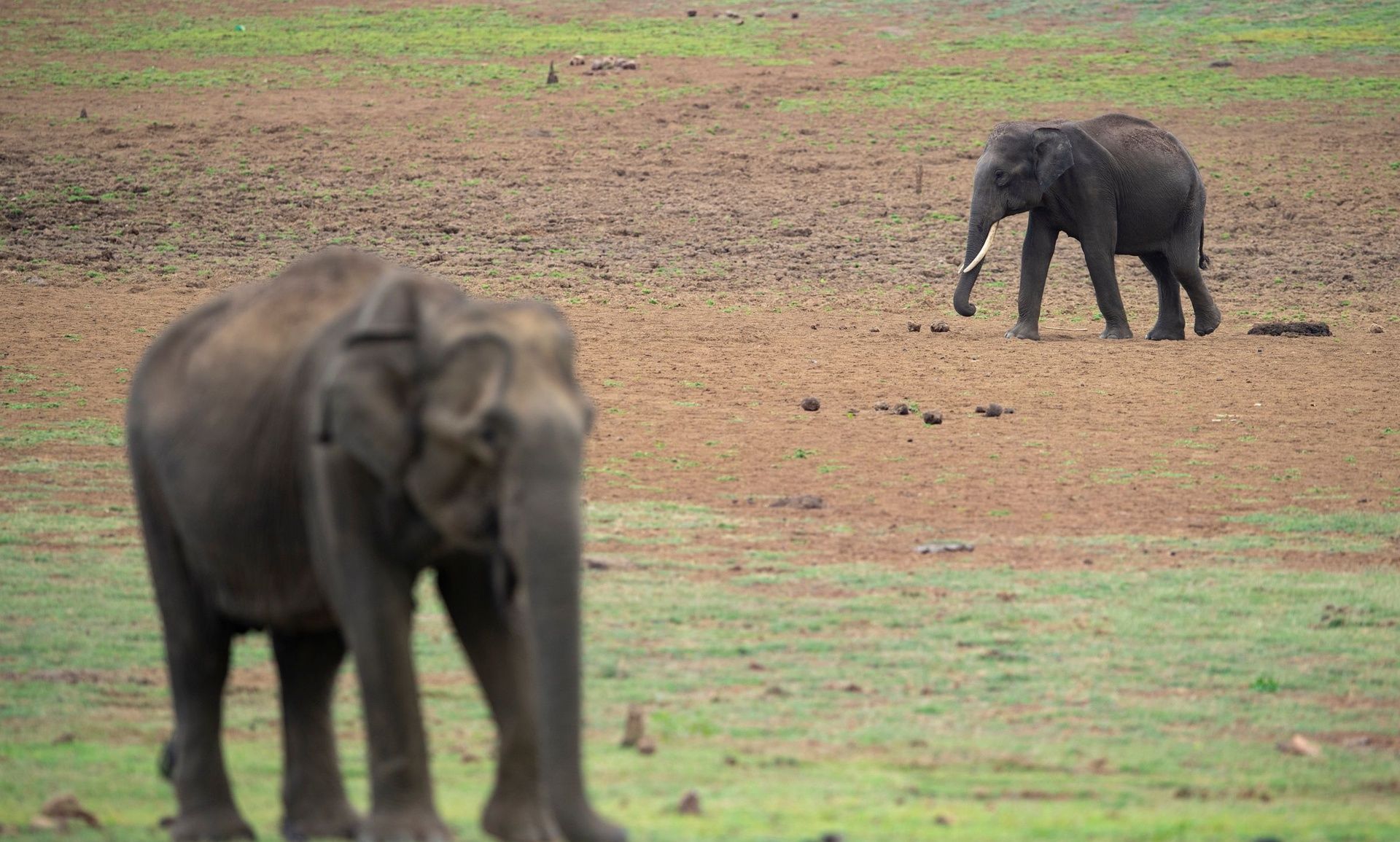 Two elephants in Nagarahole National Park