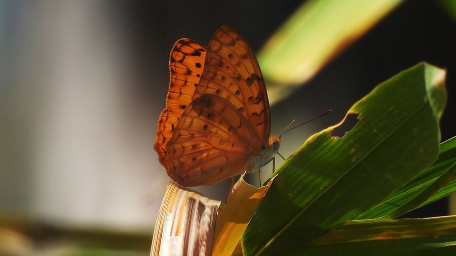 Butterfly settled on a leaf, wings raised upright while absorbing sunlight.