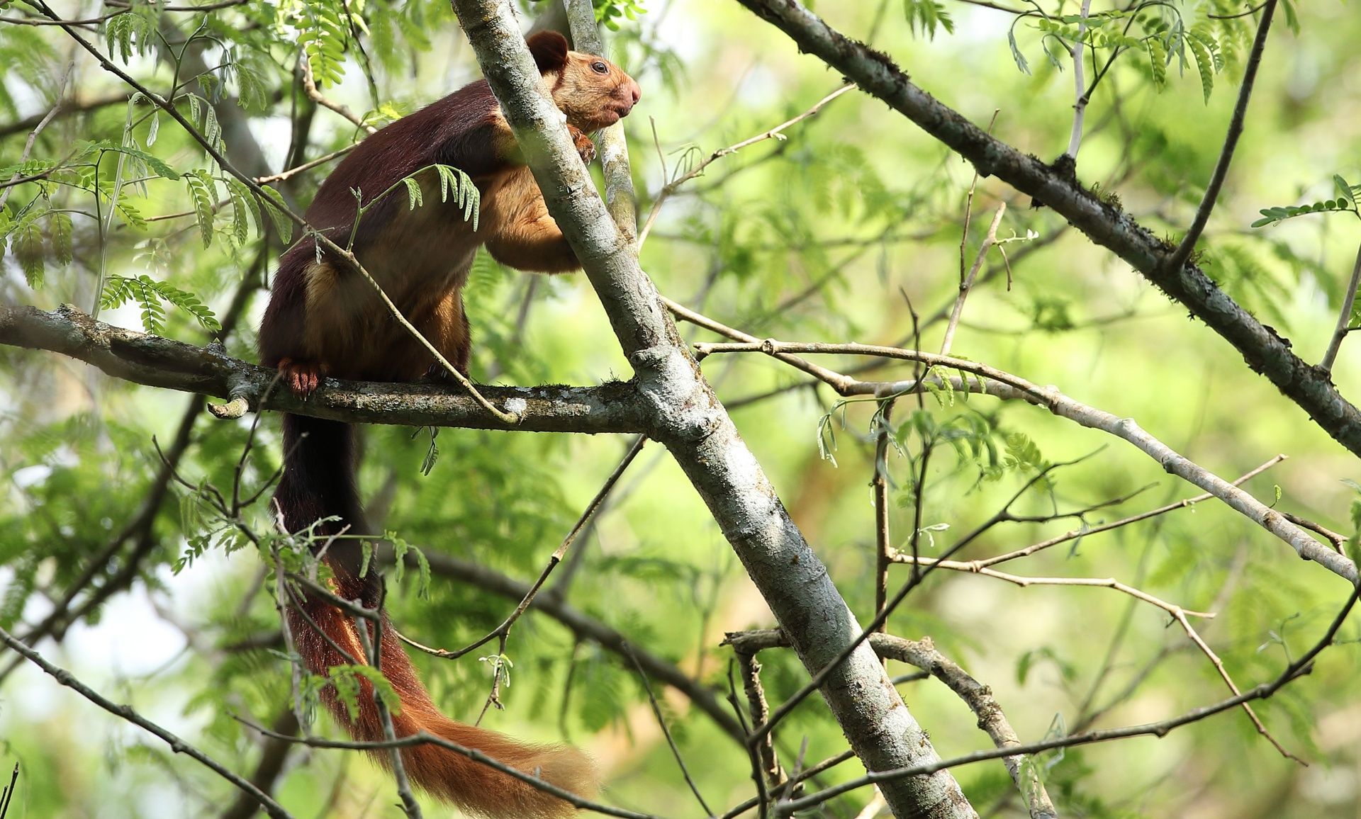 Indian Giant Squirrel perched on a tree branch.